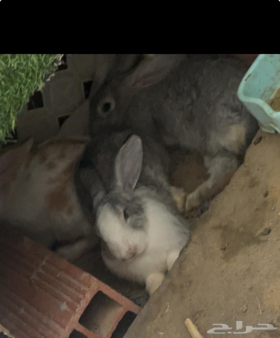 مجموعة ارانب للبيع64389433207043113