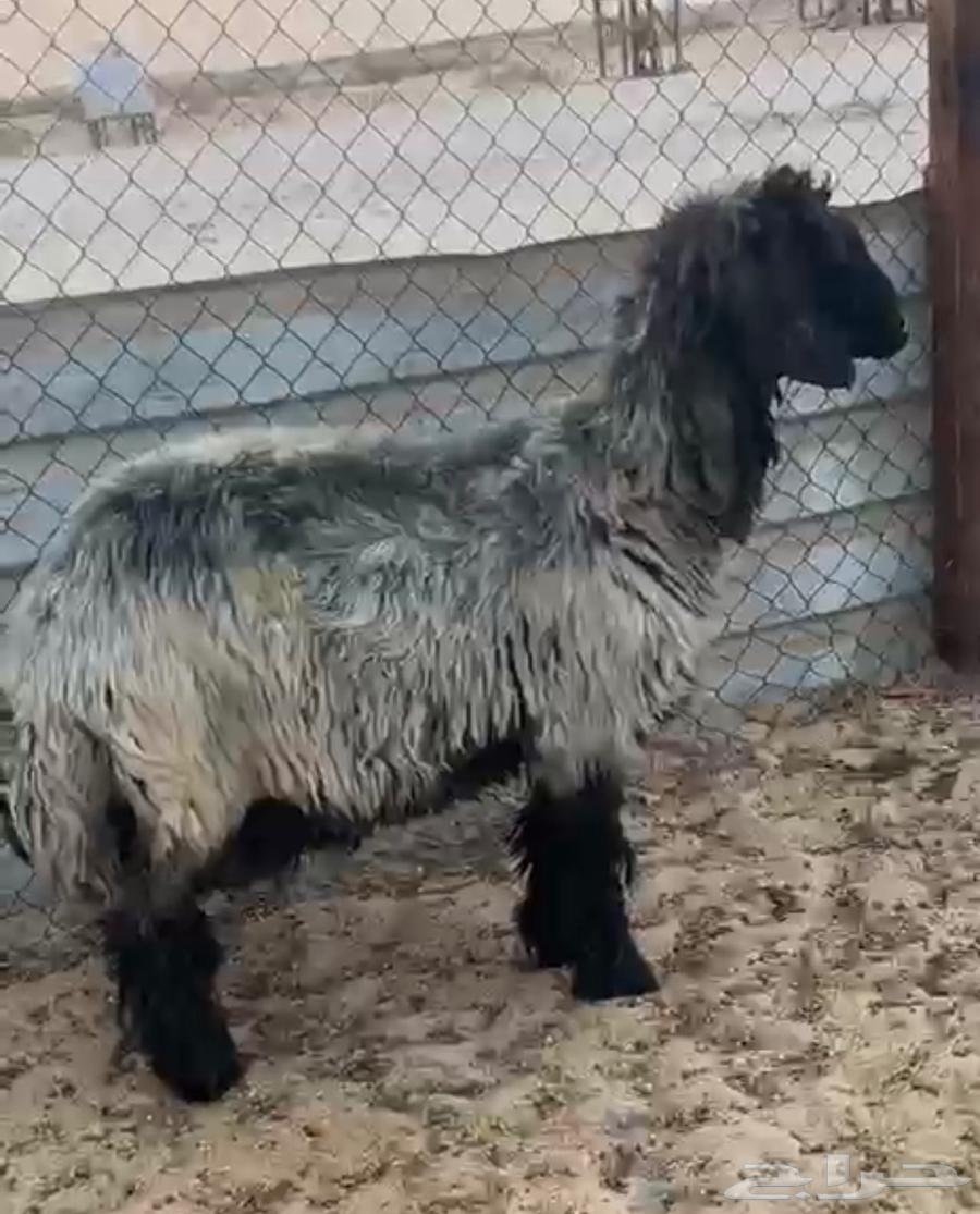 شاة عربية كفووو64382362400131112