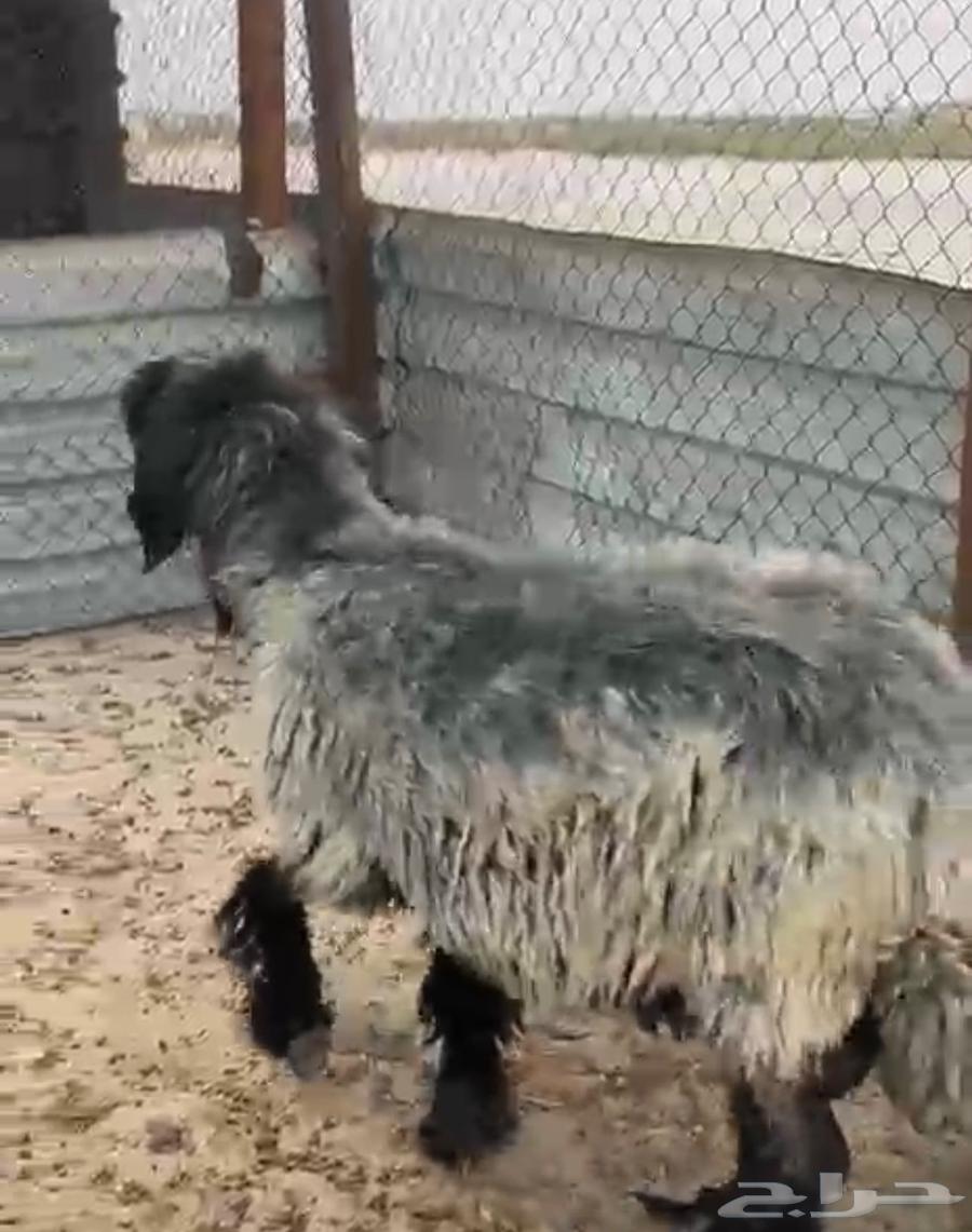 شاة عربية كفووو64382362400131111