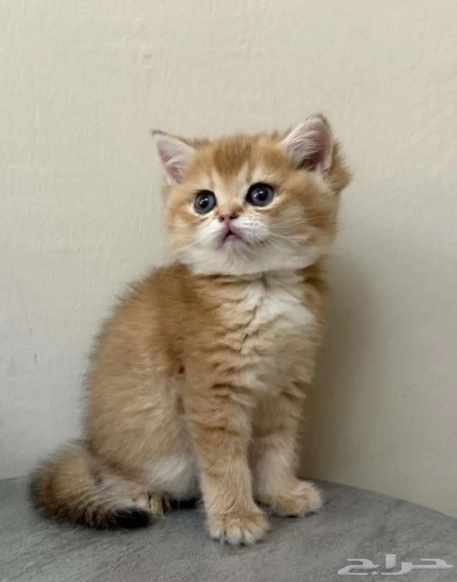 قطط للبيع برتش بيور الأحساء64390082328321110