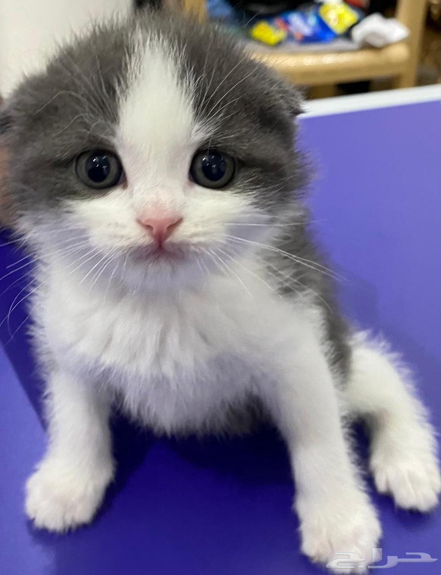 قط للبيع64382459833602110