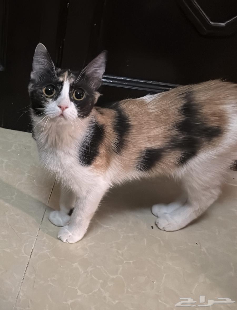 تبني قطط الرياض64380293456642113