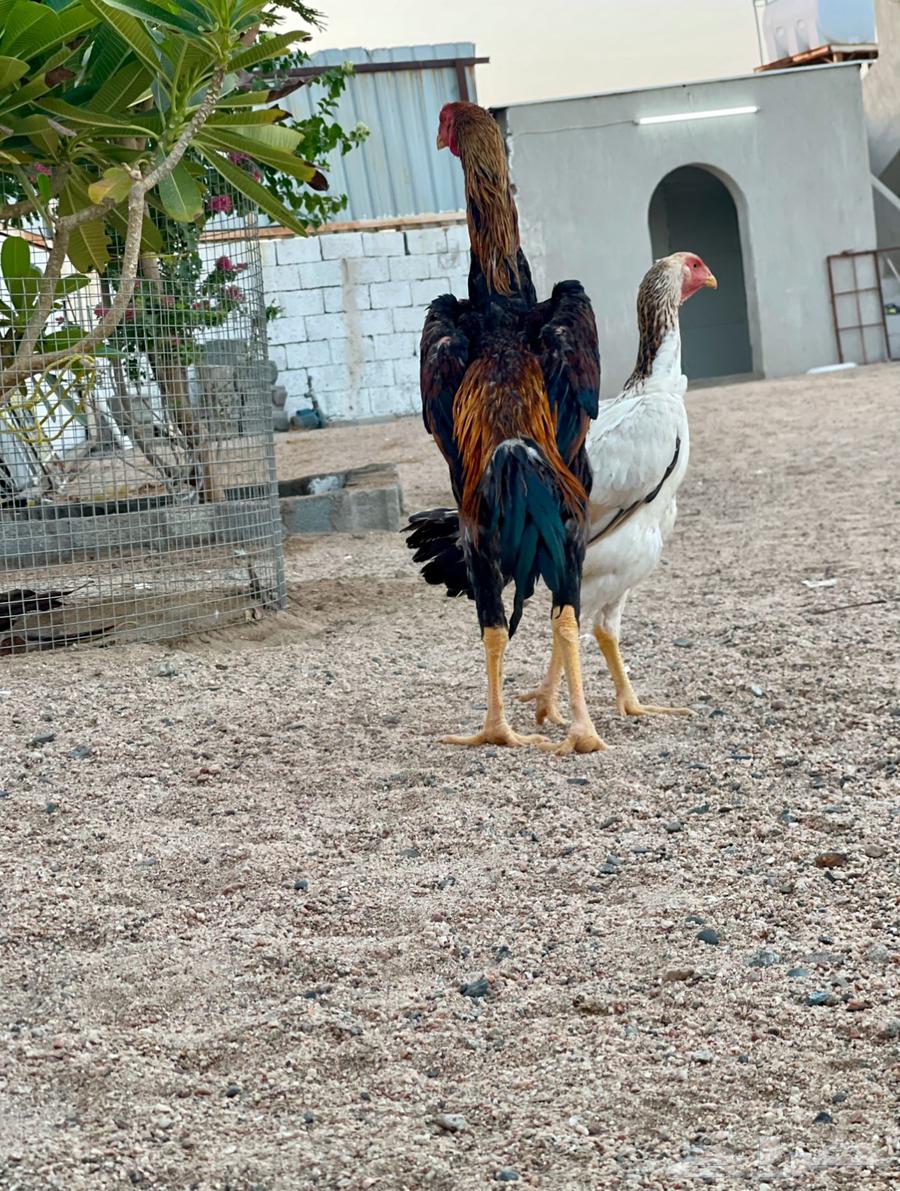 ديك شامو ياباني64381644141569112