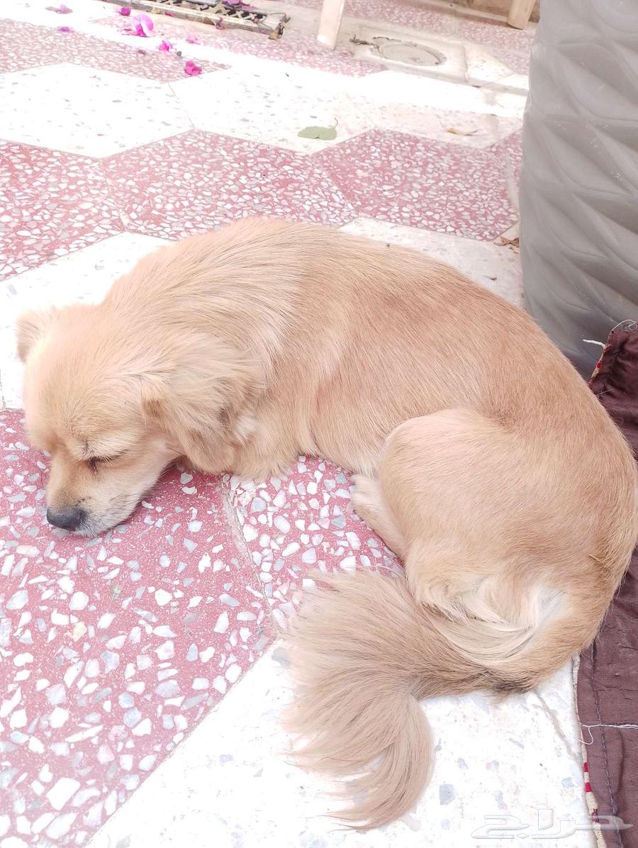 كلبه من نوع شيواوا المكسيكيه64388880765187114