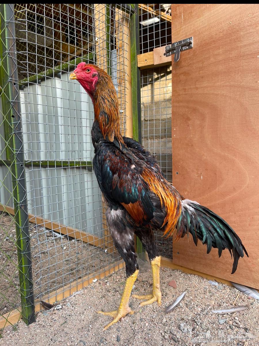 ديك شامو ياباني64381644141569111