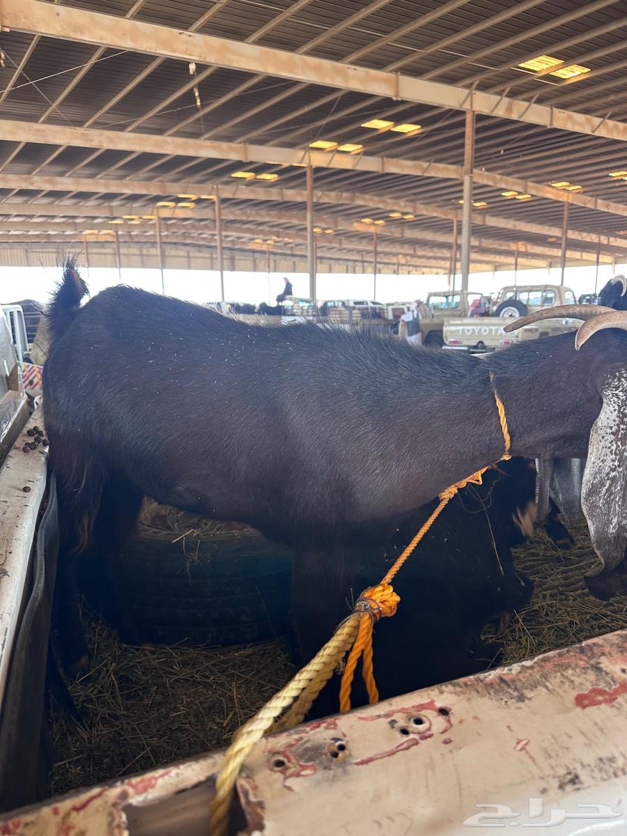 معزا للبيع64381589060097110