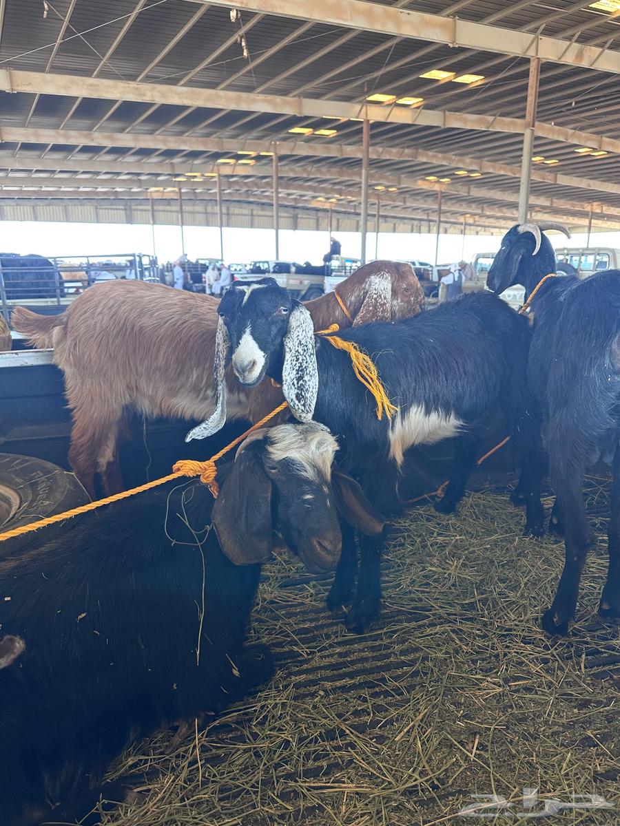 معزا للبيع64381589060097111