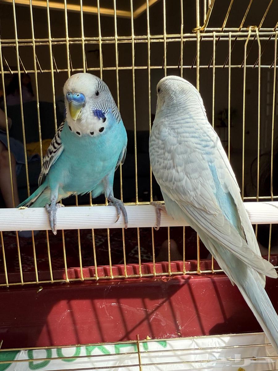 طيور زينه - طيور بادجي نادرة64381589094531110