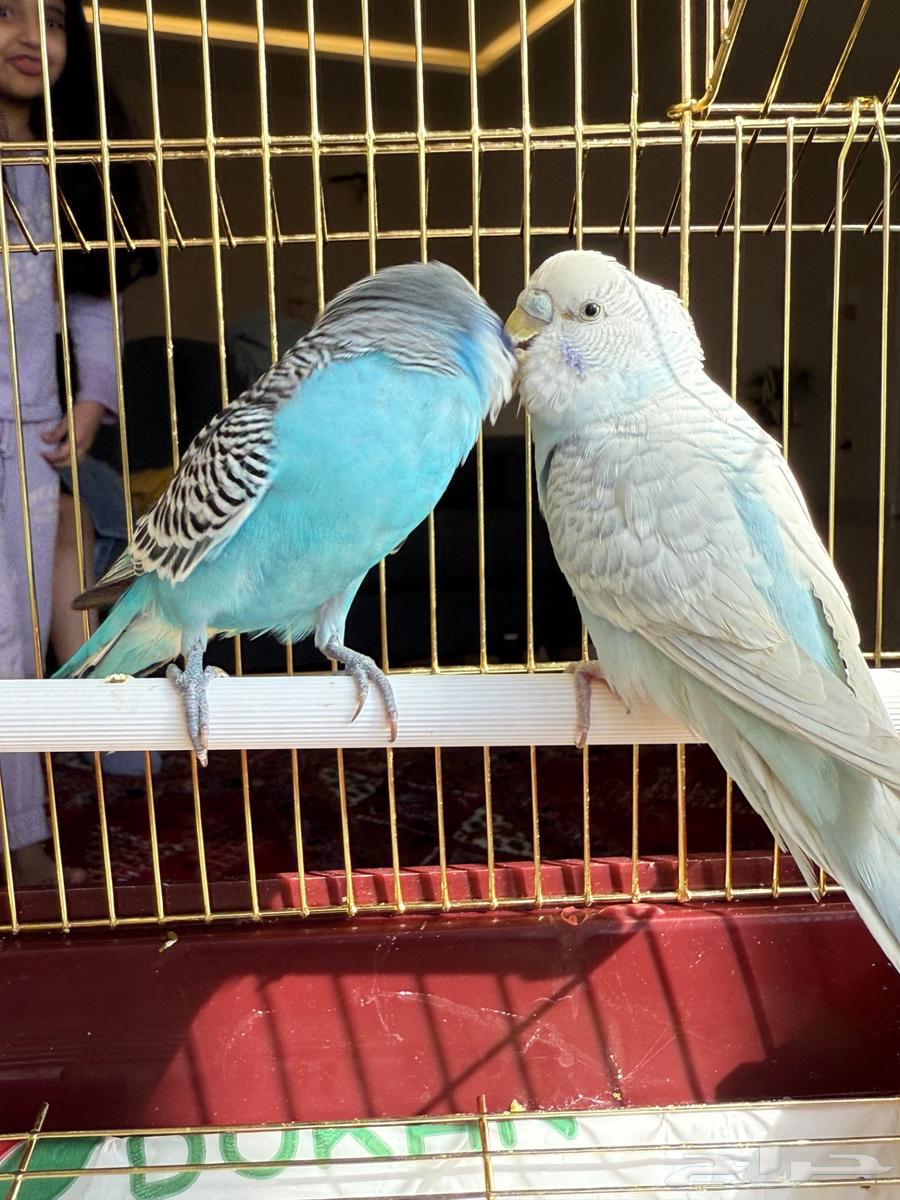 طيور زينه - طيور بادجي نادرة64381589094531112