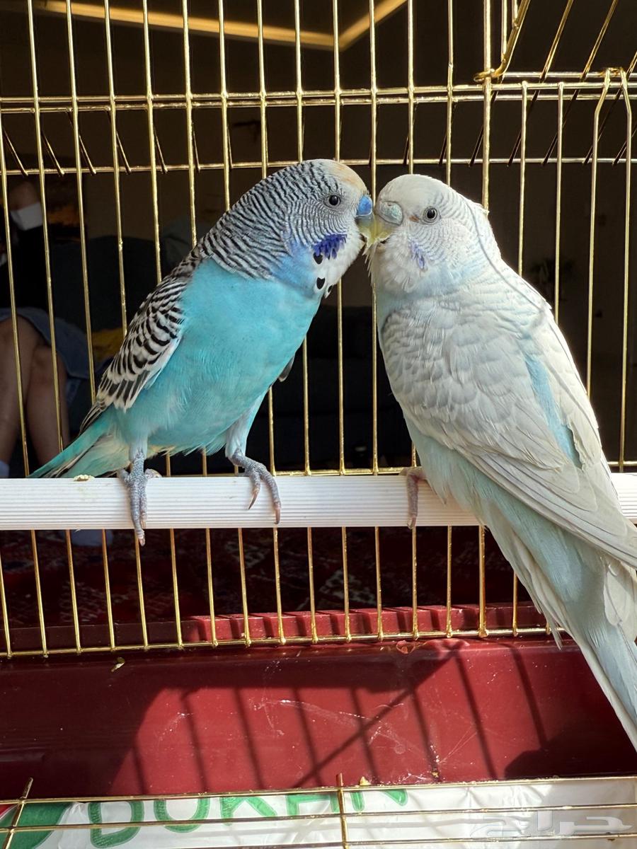 طيور زينه - طيور بادجي نادرة64381589094531111