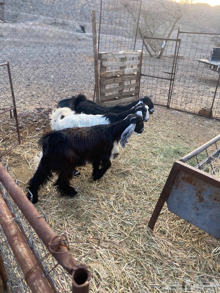 جفار البيع64382679582209110