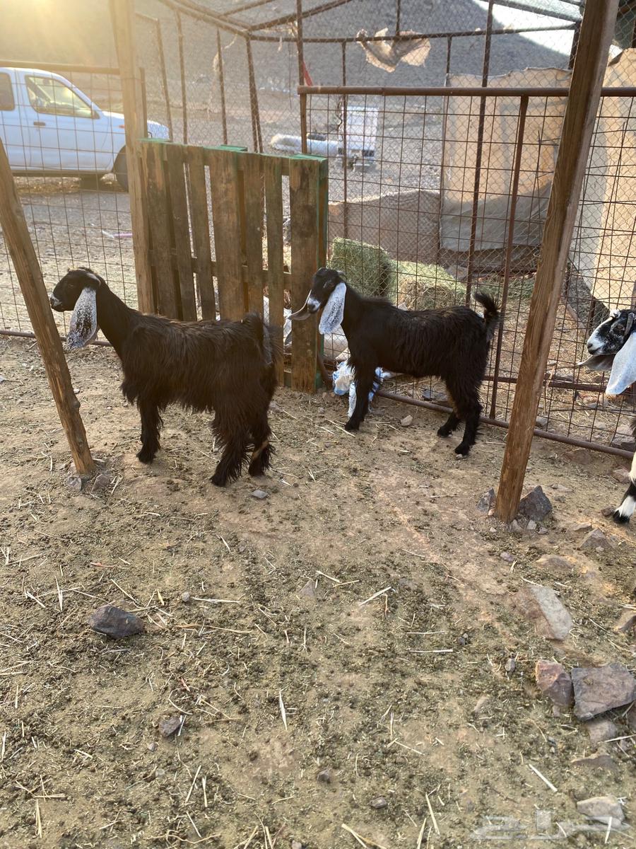 جفار البيع64382679582209113