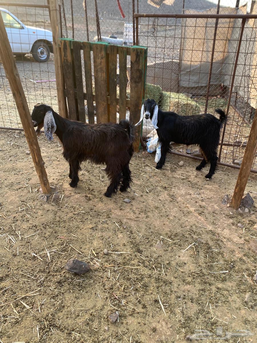 جفار البيع64382679582209112