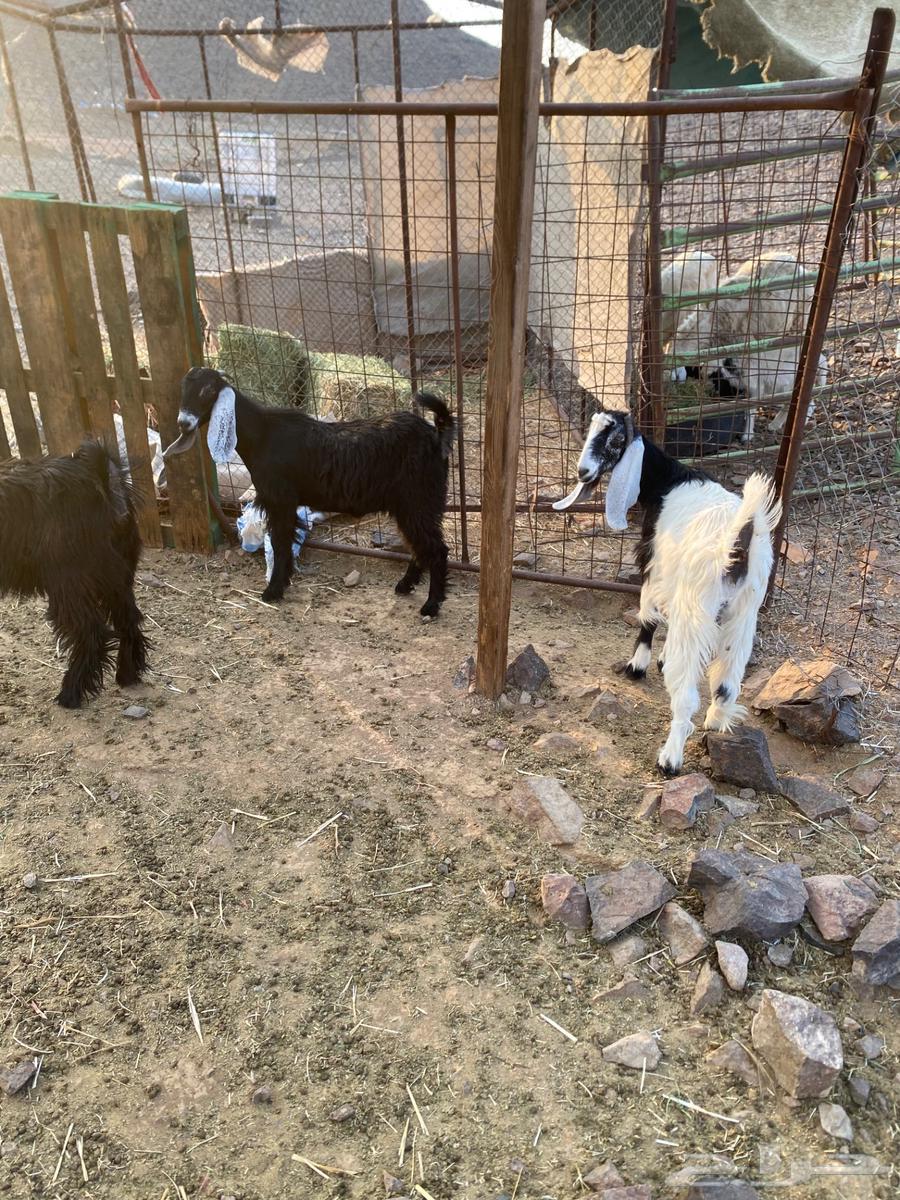 جفار البيع64382679582209111