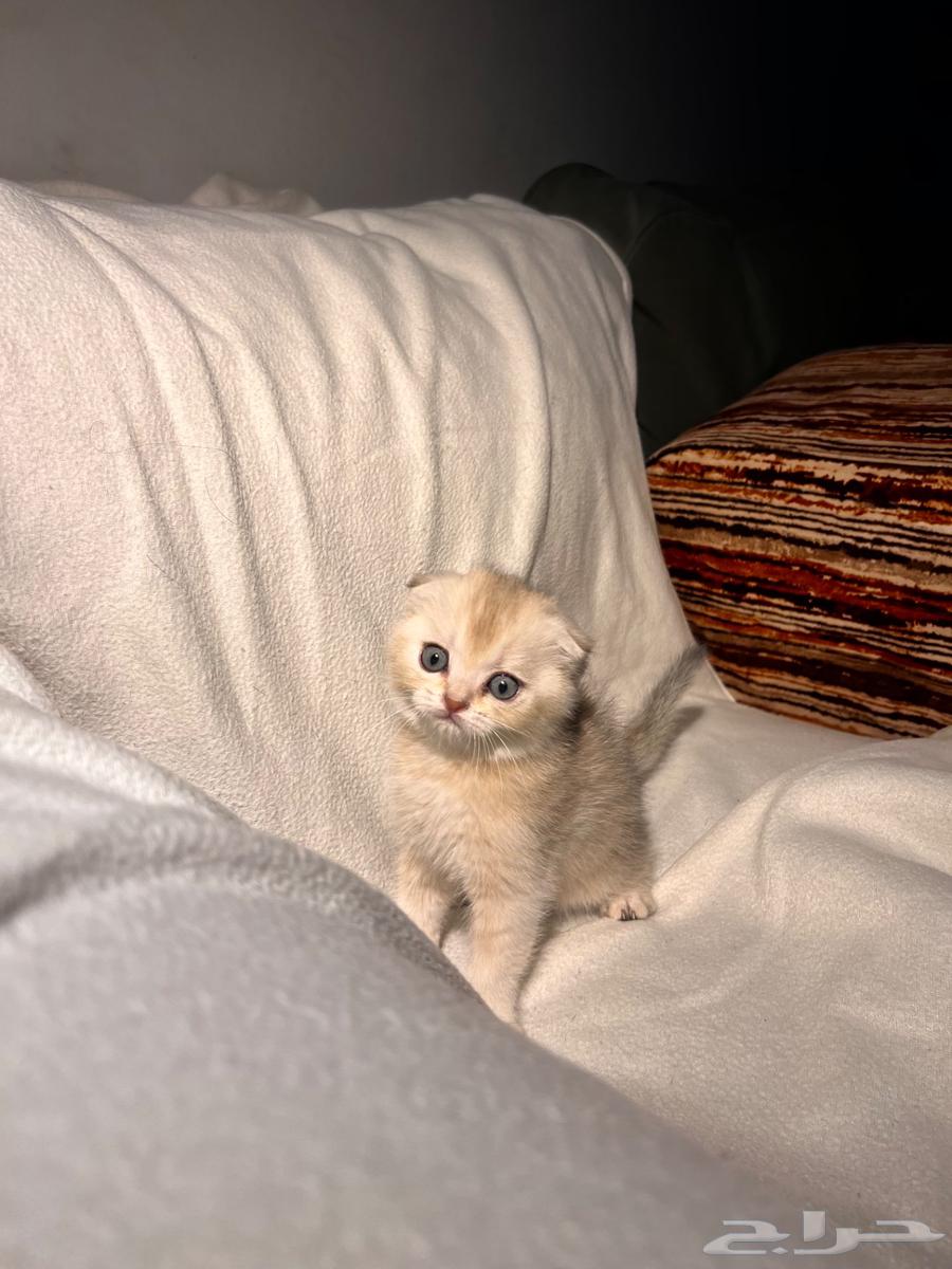 سكوتش فولد ذكر عمره شهرين ونص للبيع64383039447427112