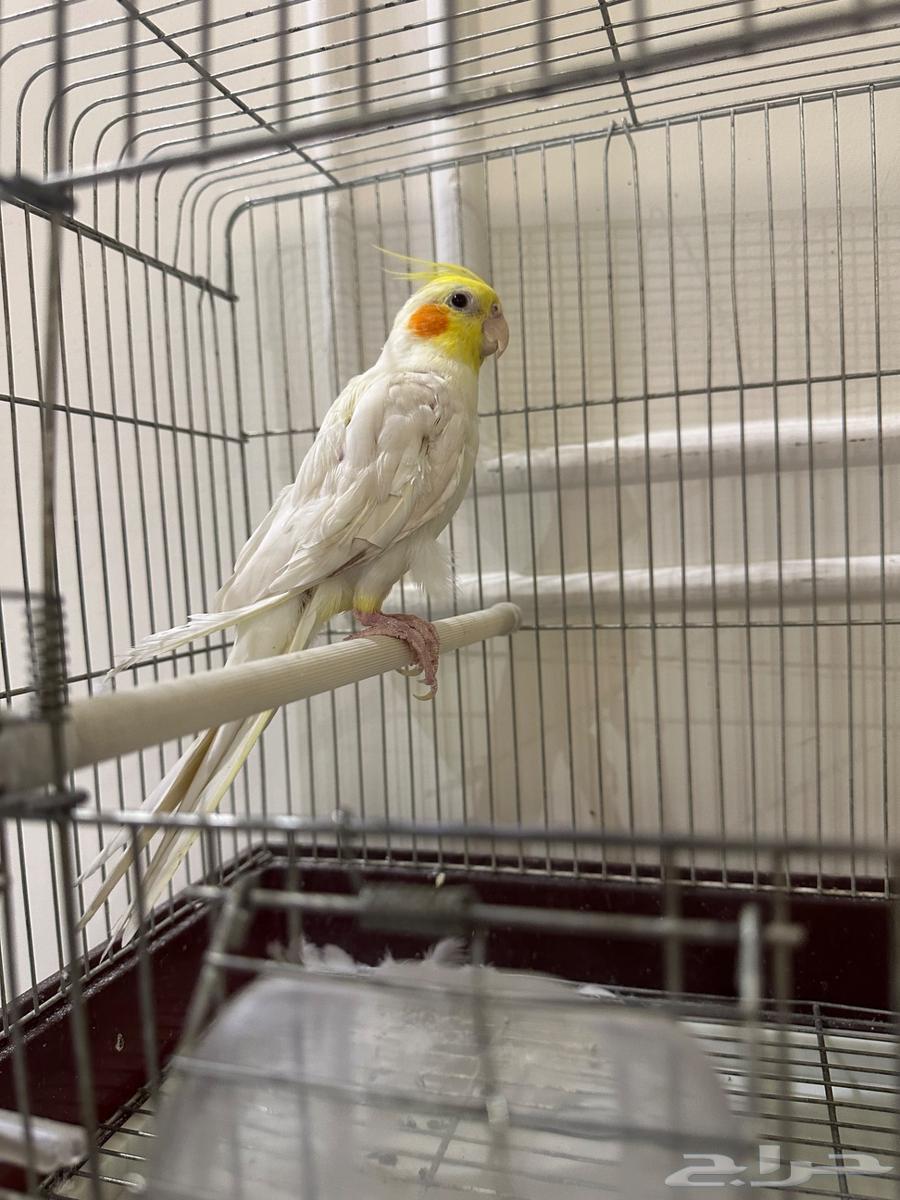 للبيع كروان اليف64383913264003111