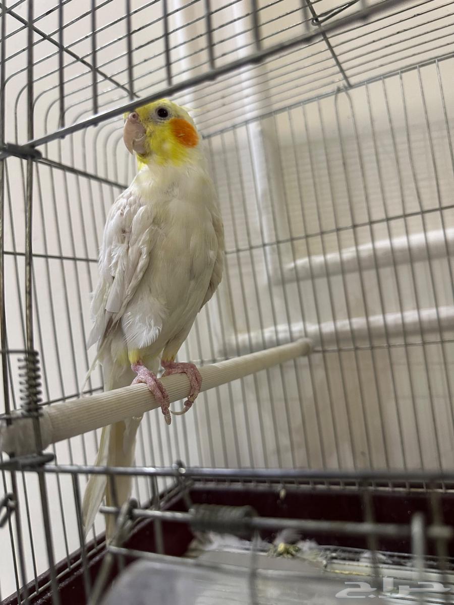 للبيع كروان اليف64383913264003110