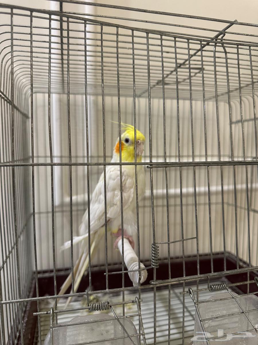 للبيع كروان اليف64383913264003112