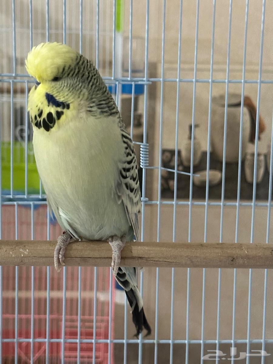 ذكر بادجي انجليزي جاهز الاحساء64384120312193111