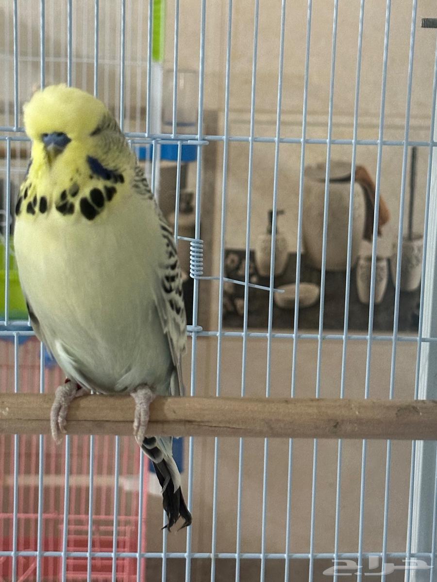 ذكر بادجي انجليزي جاهز الاحساء64384120312193110