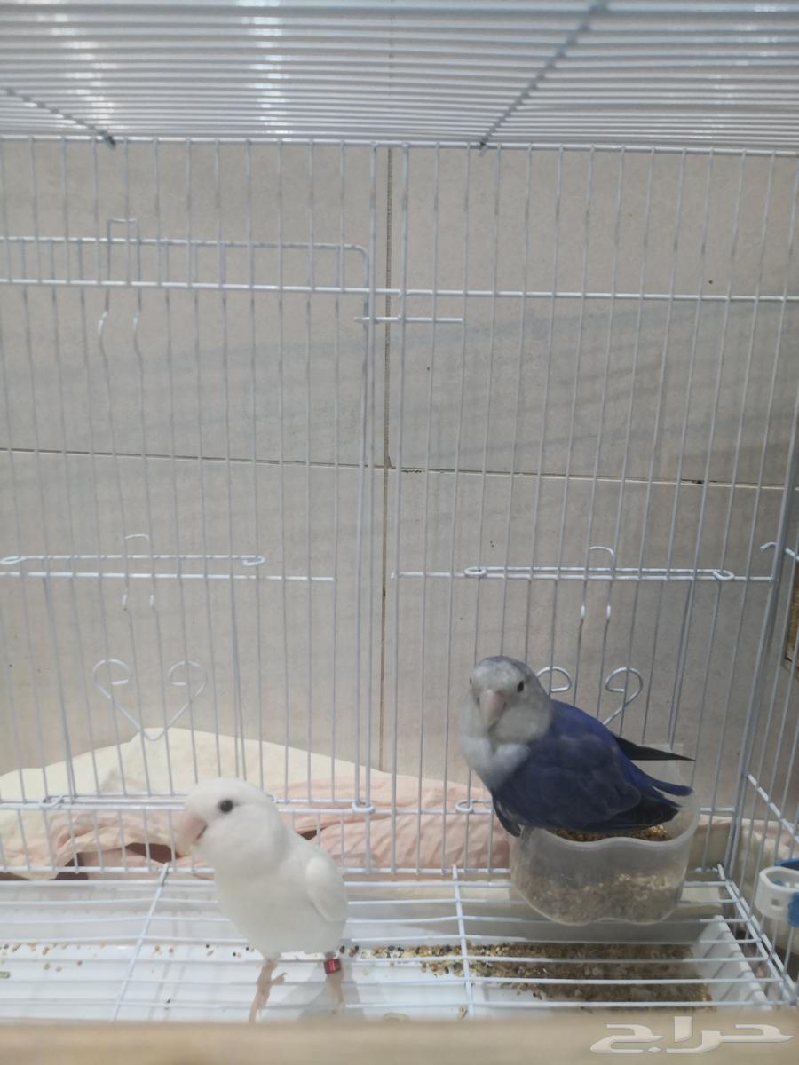 زوجين روز أنتاج64384605220227114