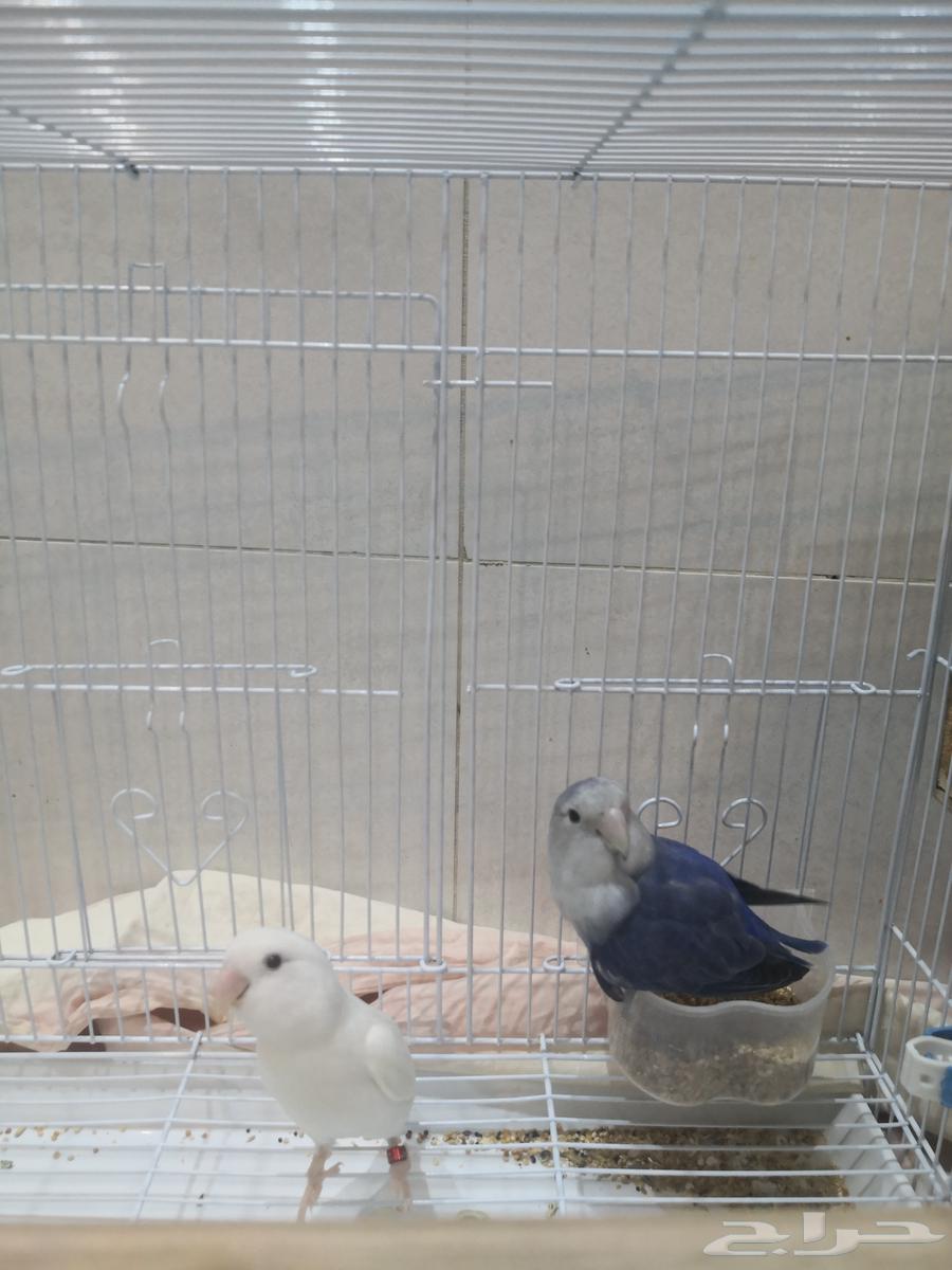 زوجين روز أنتاج64384605220227113