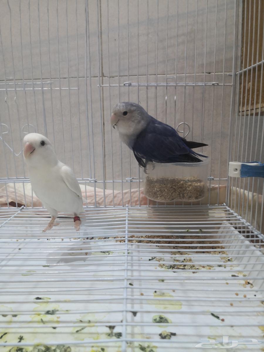 زوجين روز أنتاج64384605220227111