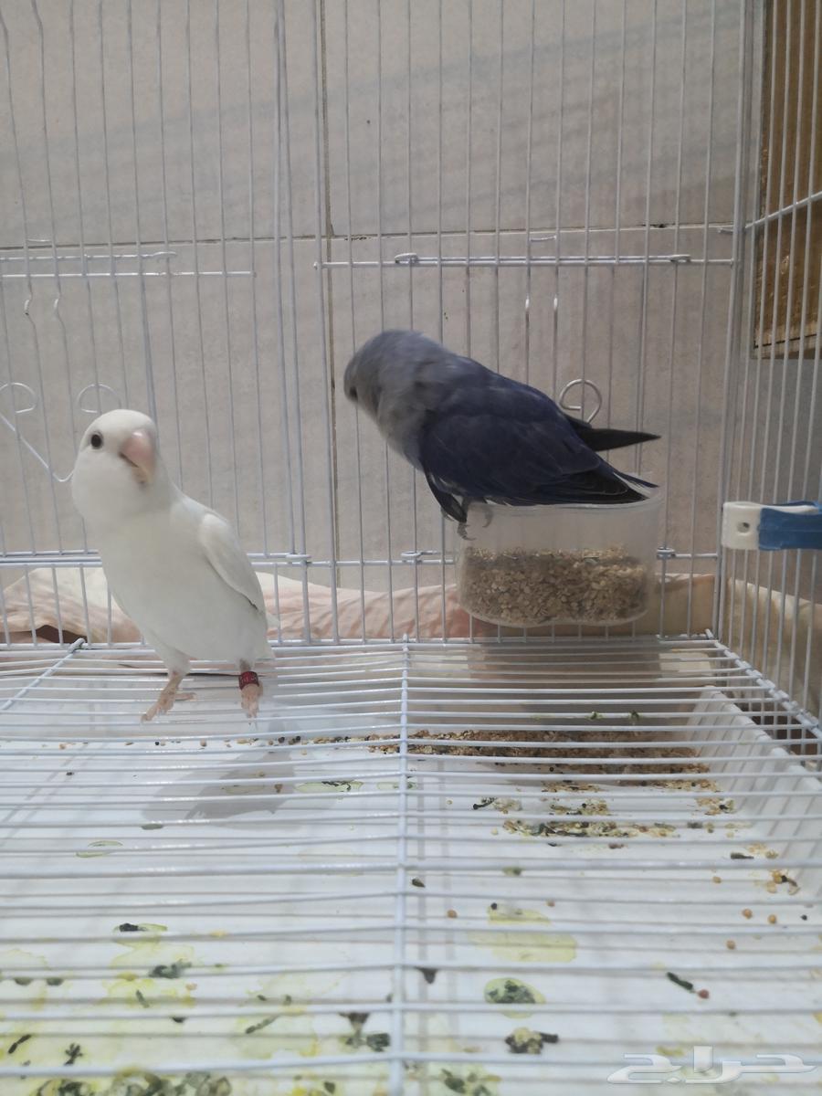 زوجين روز أنتاج64384605220227110