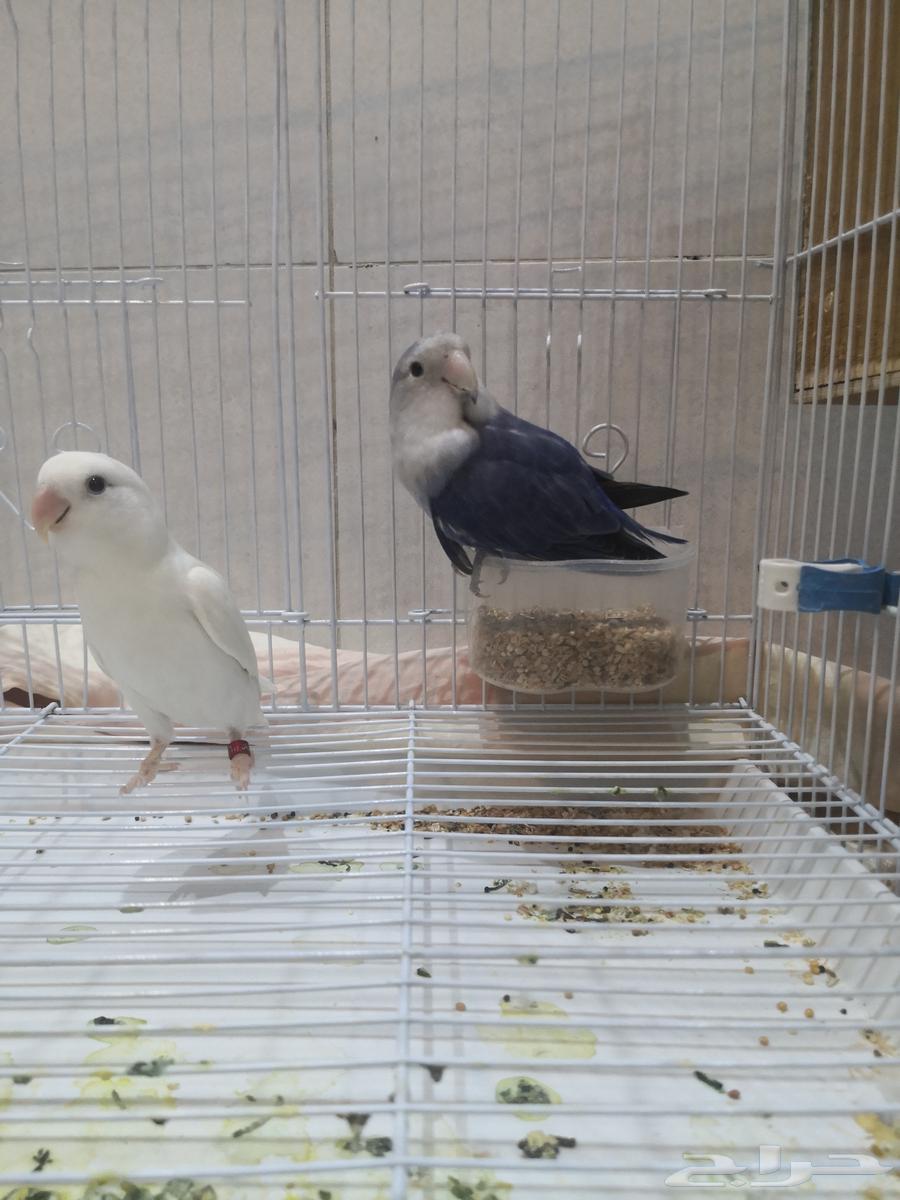 زوجين روز أنتاج64384605220227112