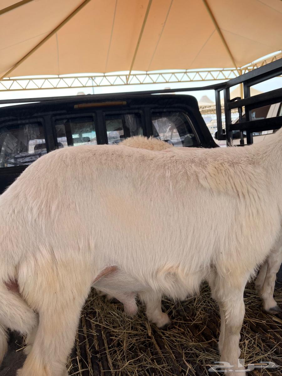 طليان للبيع بأسعار مناسبة64384799911425111