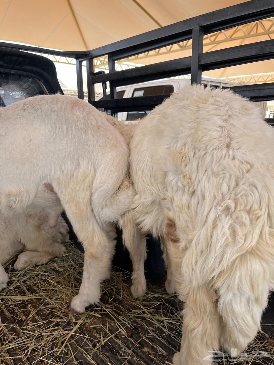 طليان للبيع بأسعار مناسبة64384799911425110