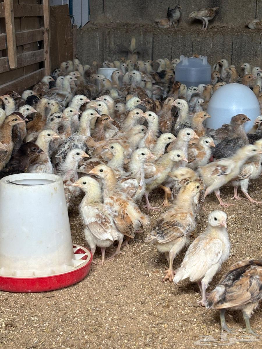 صوص بلدي64385355387010113