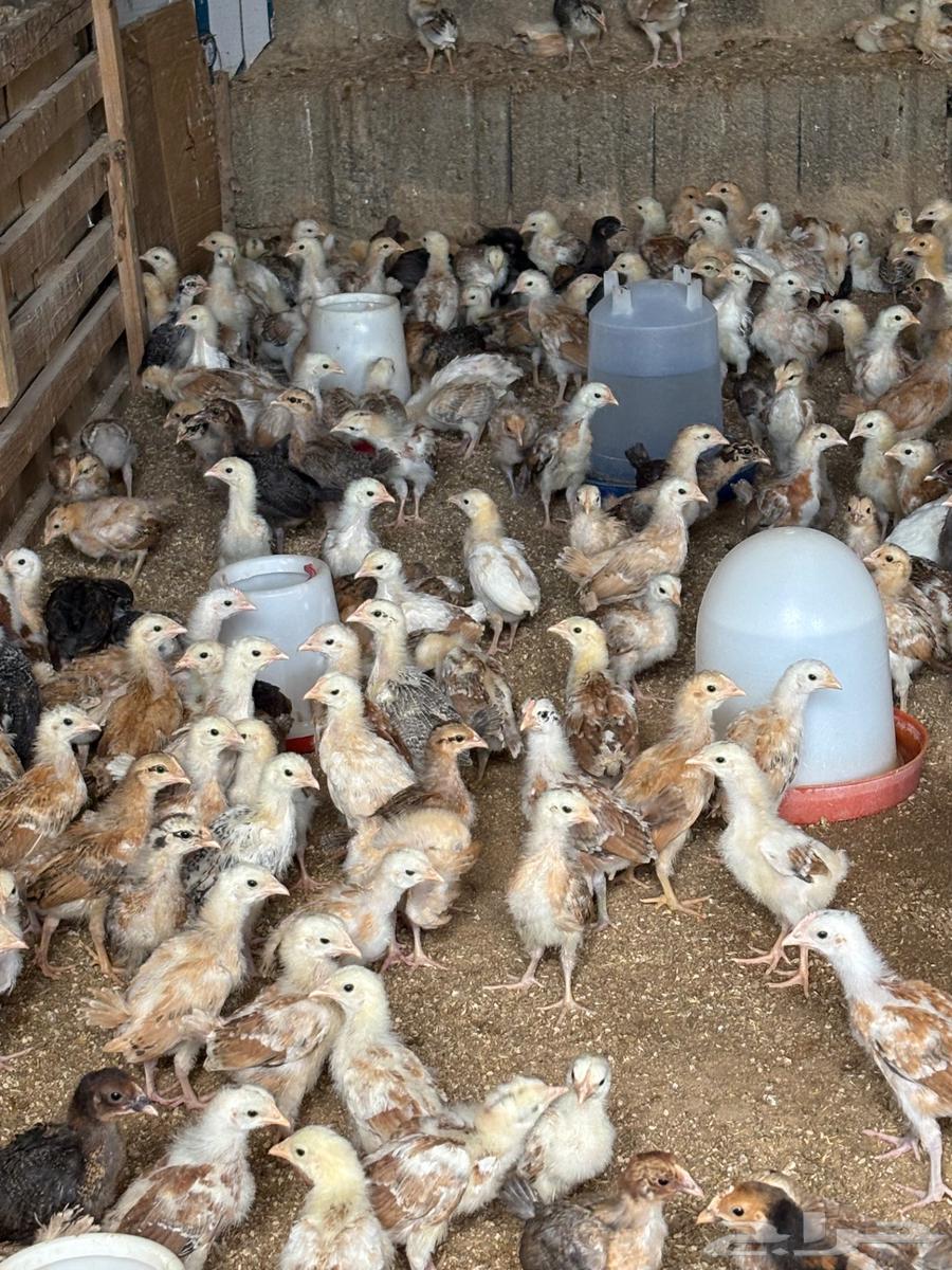 صوص بلدي64385355387010114