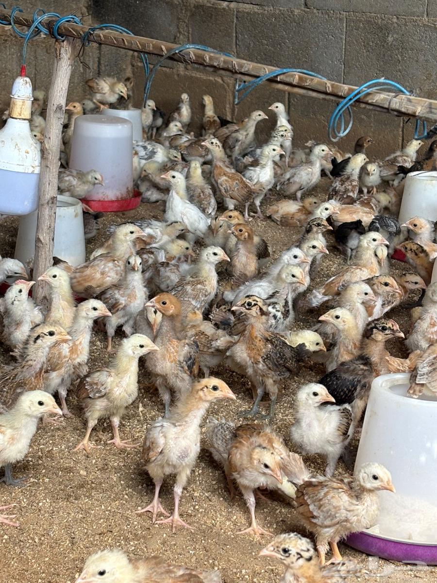 صوص بلدي64385355387010111