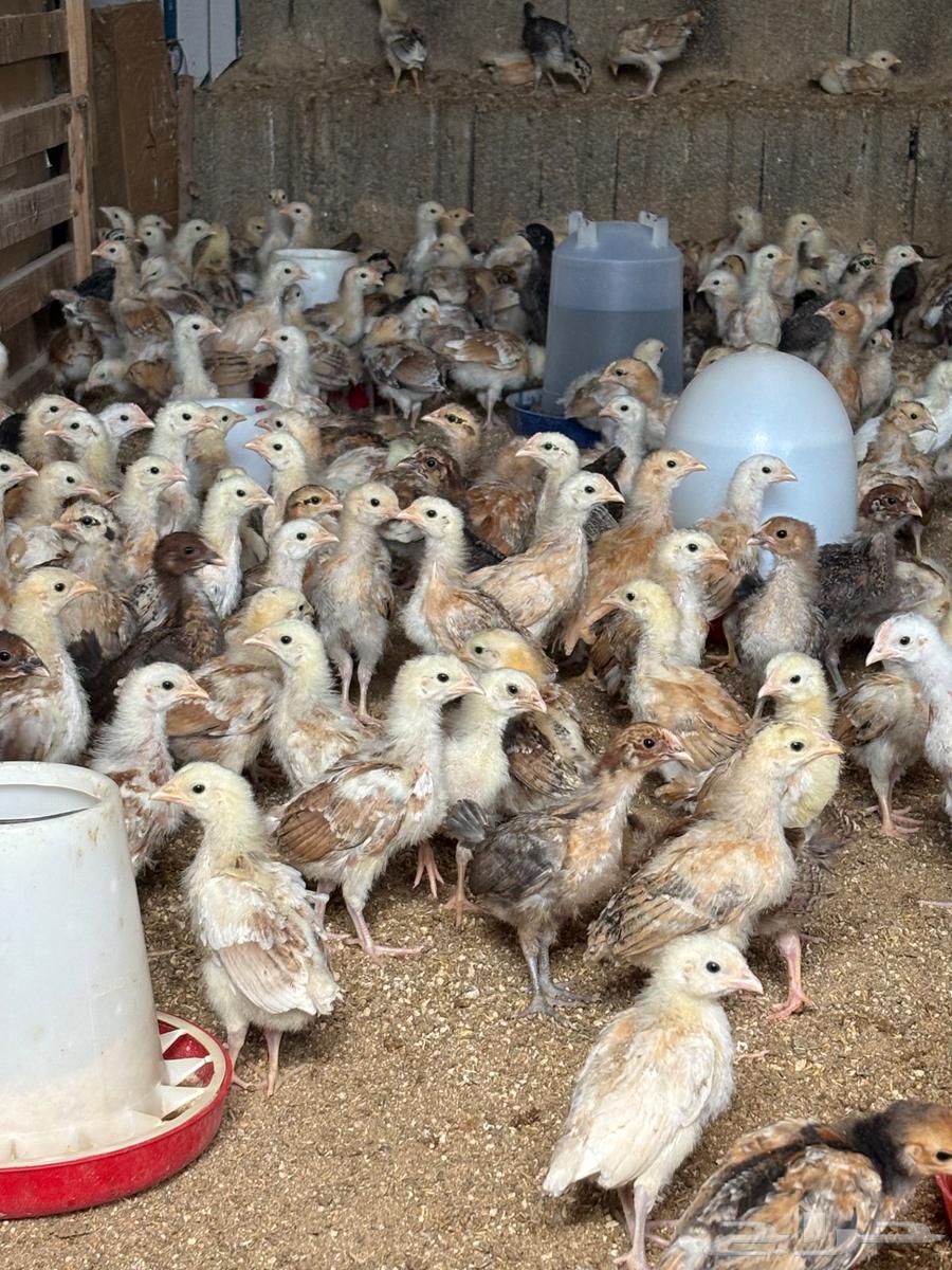 صوص بلدي64385355387010112