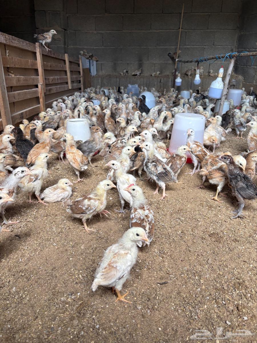 صوص بلدي64385355387010110