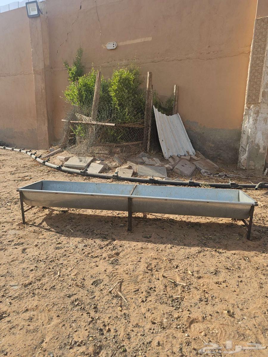 Sheep troughs, stands, and watering containers made of iron, steel, and plastic64385606629763113