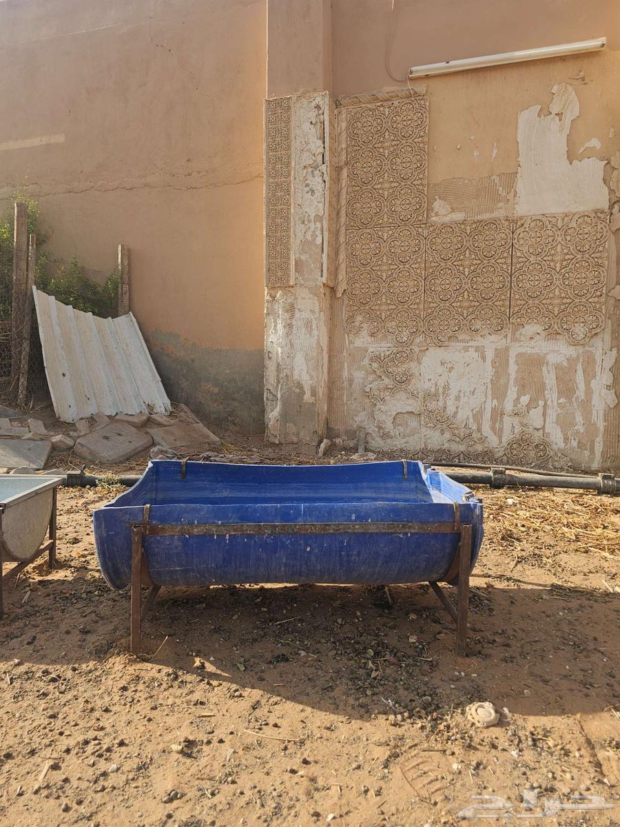 Sheep troughs, stands, and watering containers made of iron, steel, and plastic64385606629763112