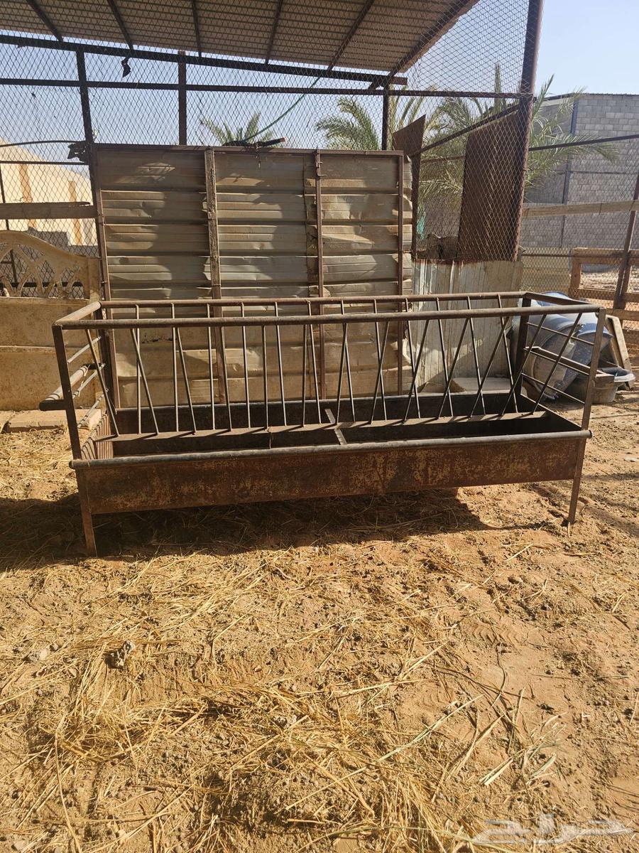 Sheep troughs, stands, and watering containers made of iron, steel, and plastic64385606629763110