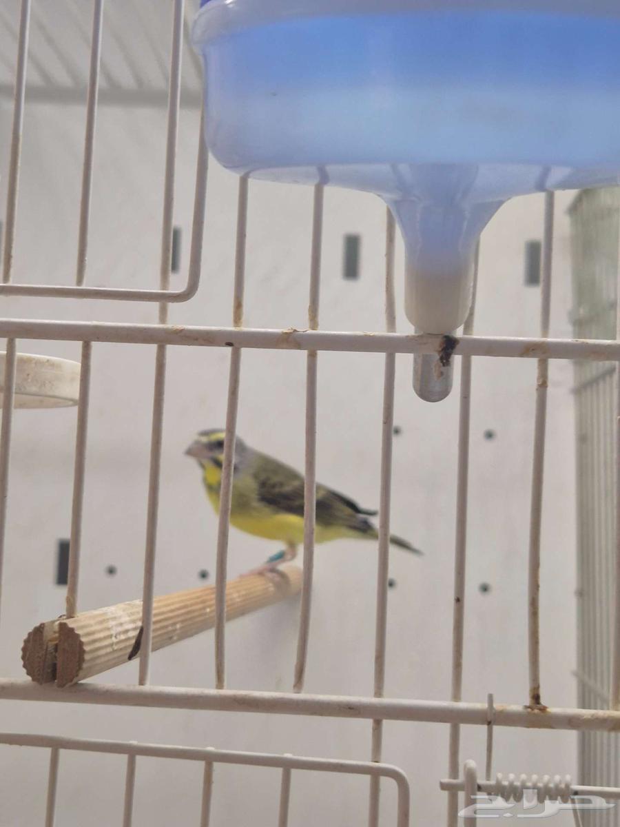 للبيع ياسمين64385775604099114