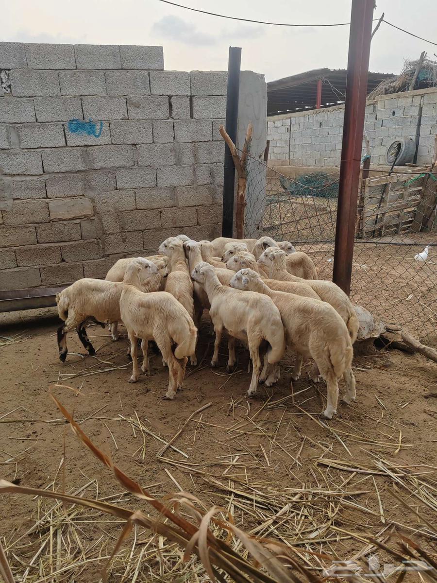 كباشة بلدي للبيع للثلاجة او للمناسبات64385859565442113