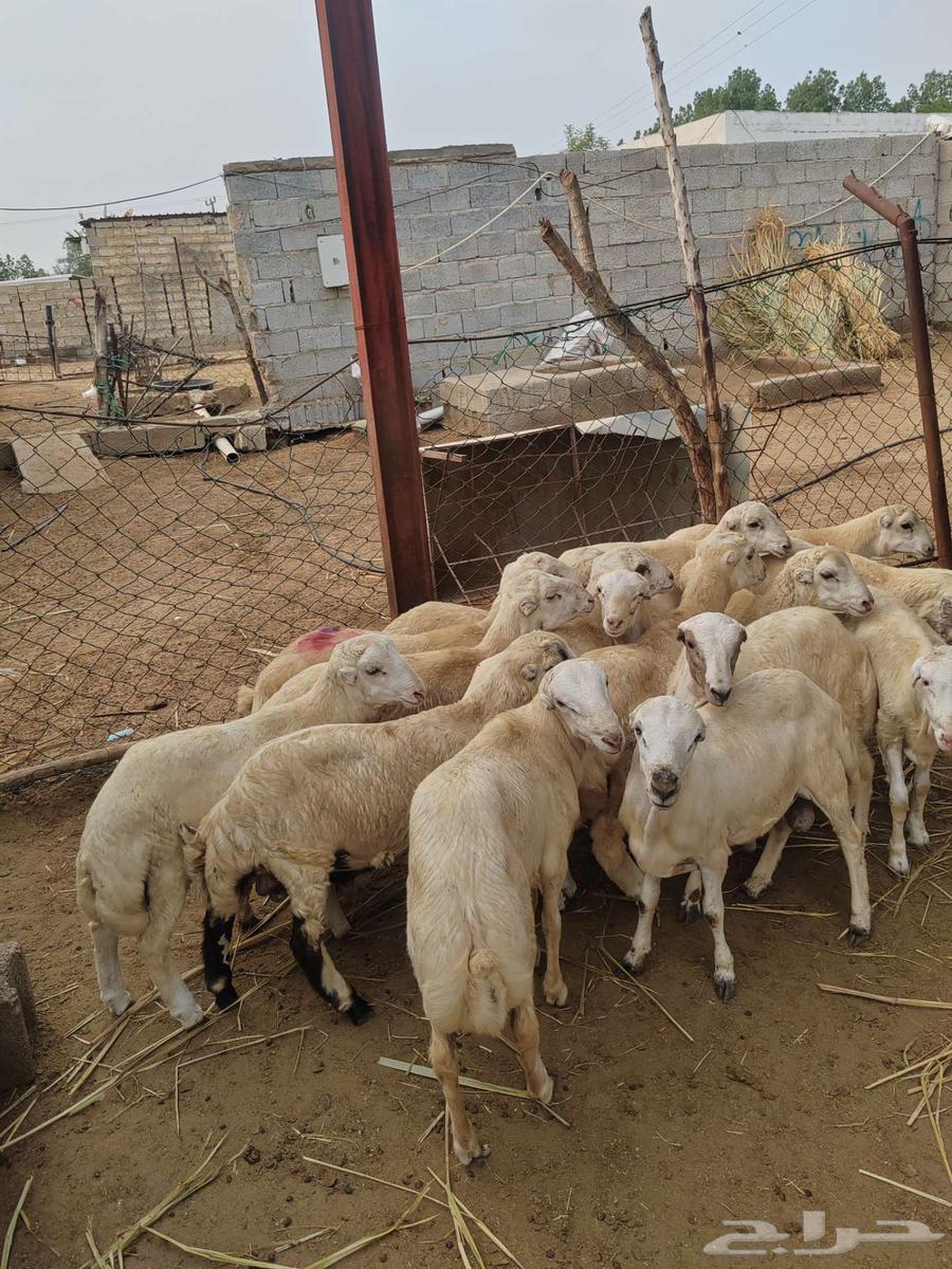 كباشة بلدي للبيع للثلاجة او للمناسبات64385859565442111