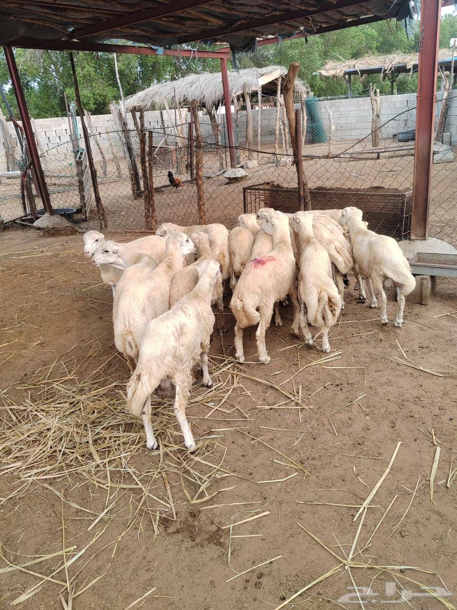 كباشة بلدي للبيع للثلاجة او للمناسبات64385859565442112