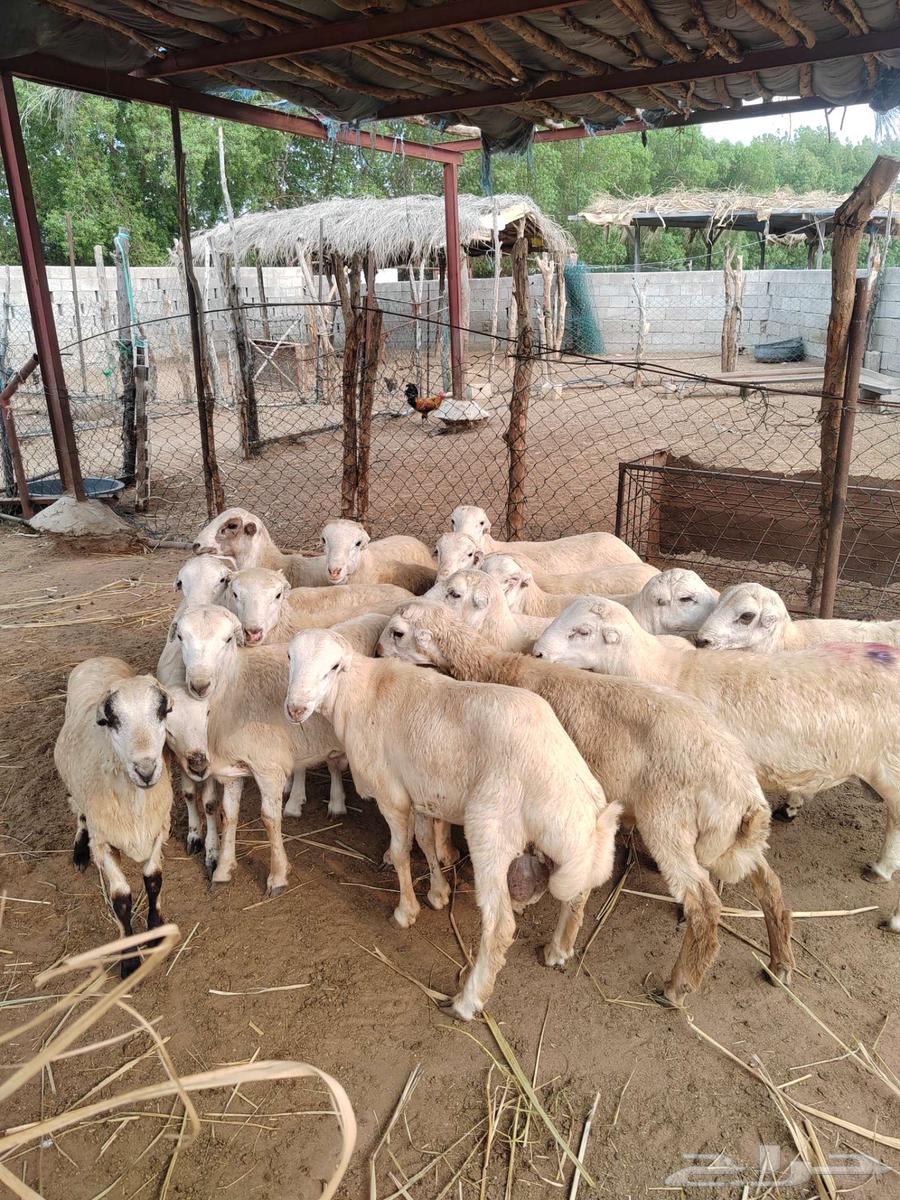 كباشة بلدي للبيع للثلاجة او للمناسبات64385859565442110