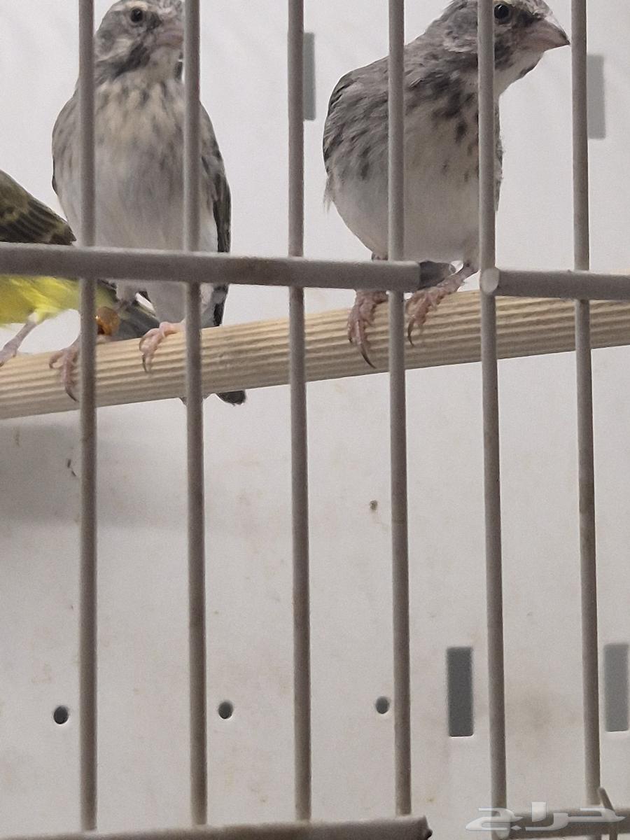 للبيع ياسمين64385775604099111