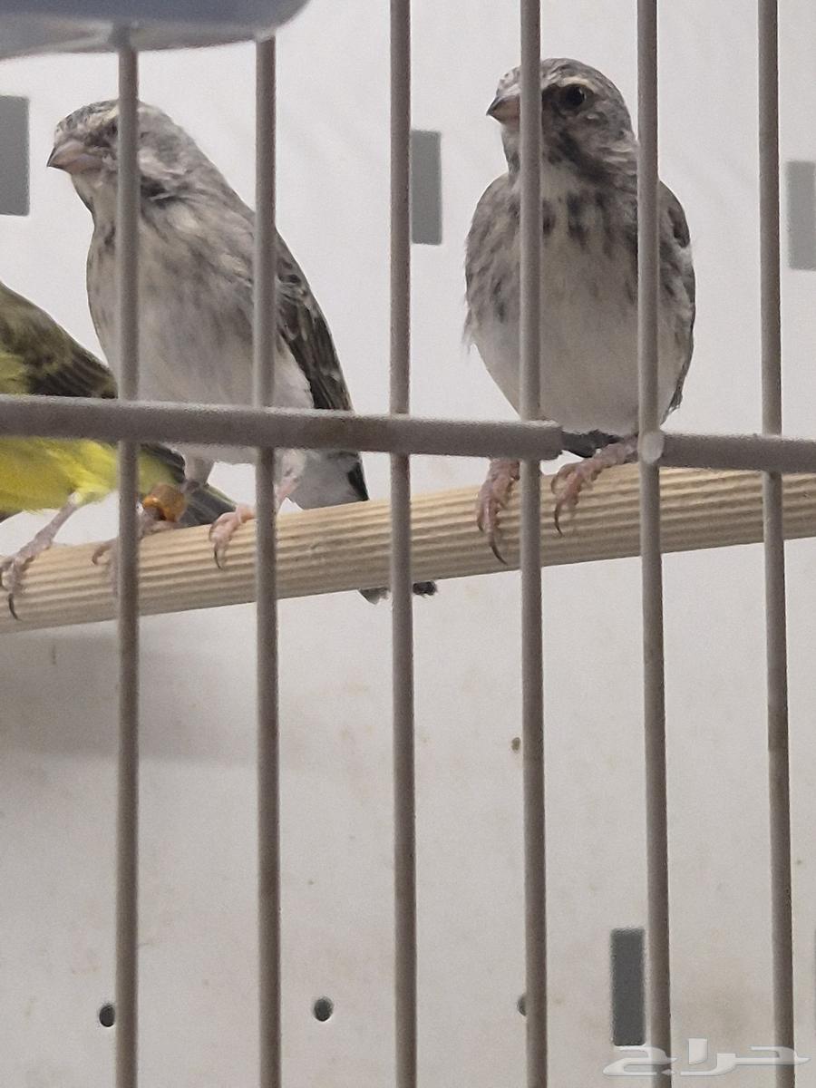 للبيع ياسمين64385775604099110