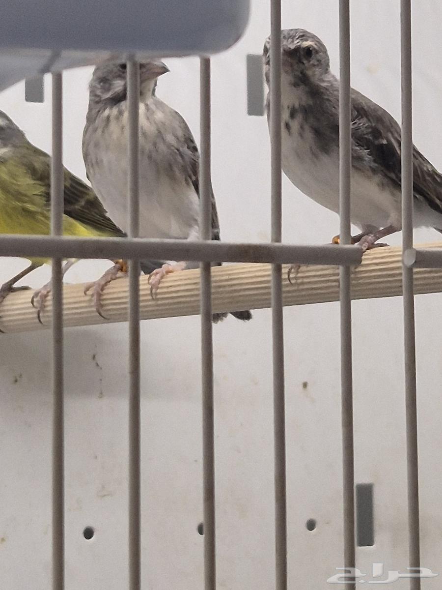 للبيع ياسمين64385775604099112