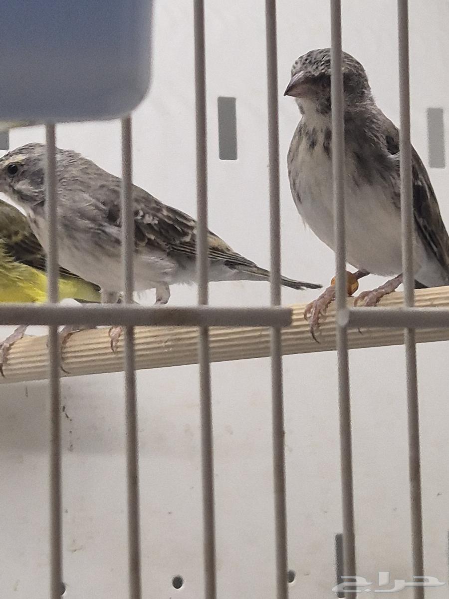 للبيع ياسمين64385775604099113