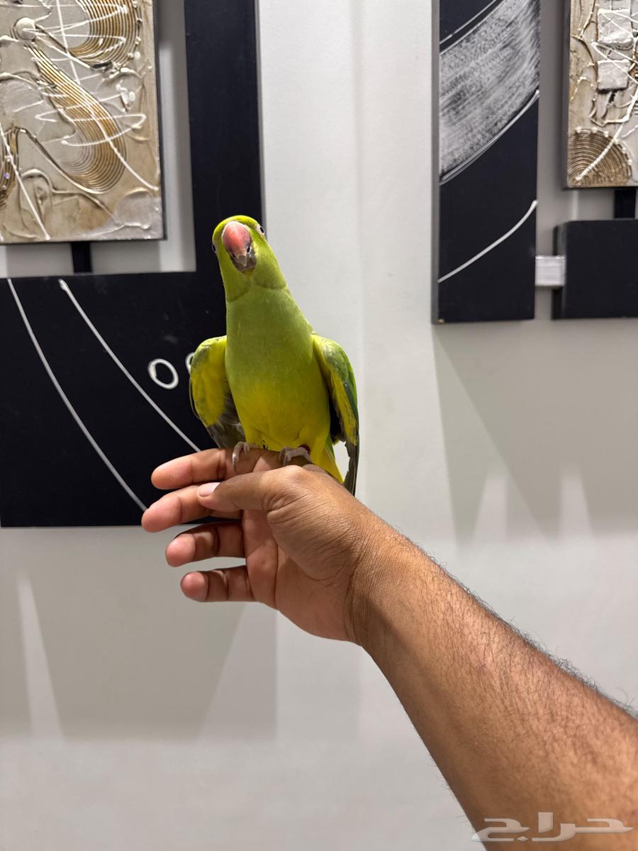 دره هولندي64386054464003113