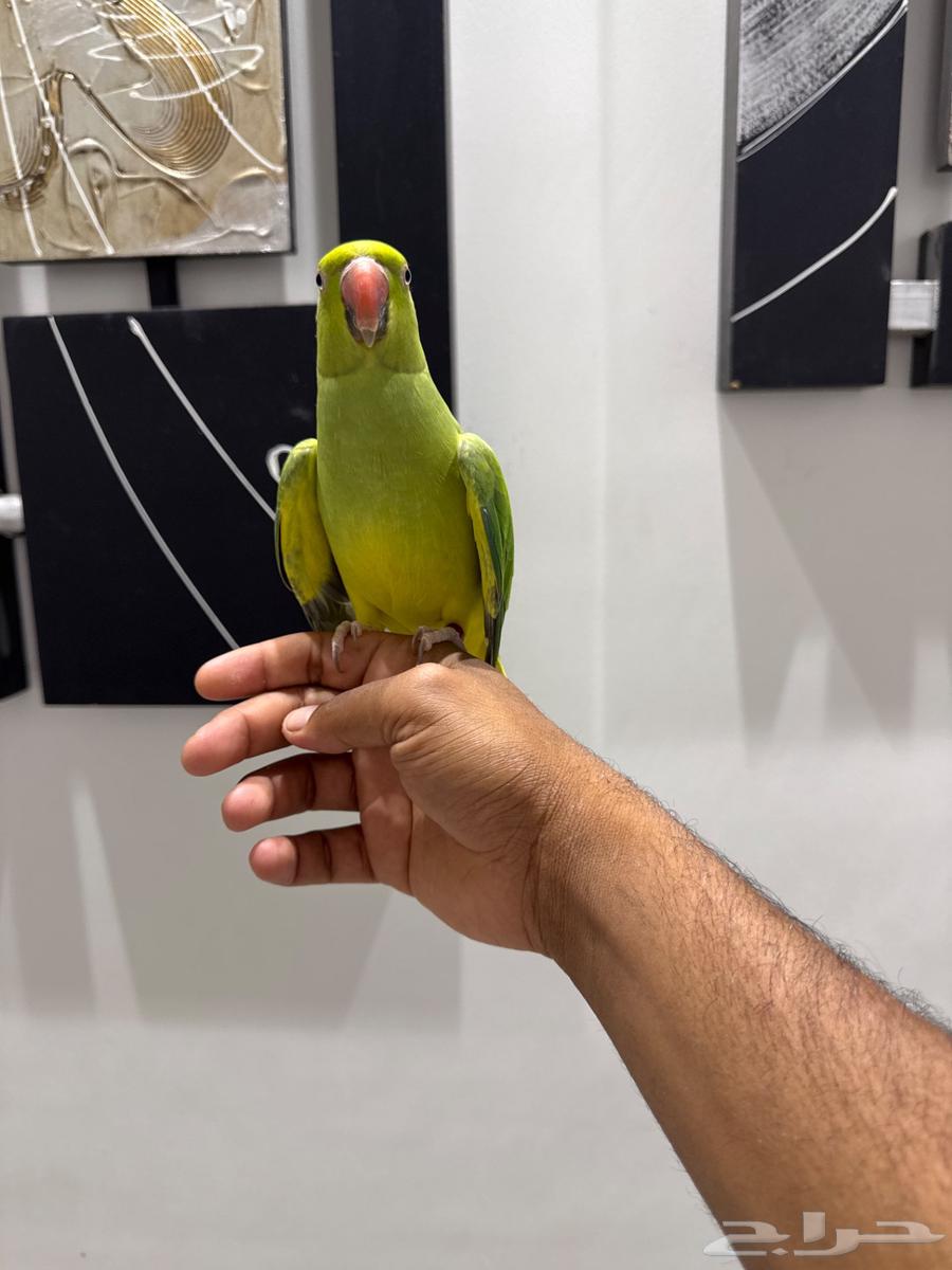 دره هولندي64386054464003112